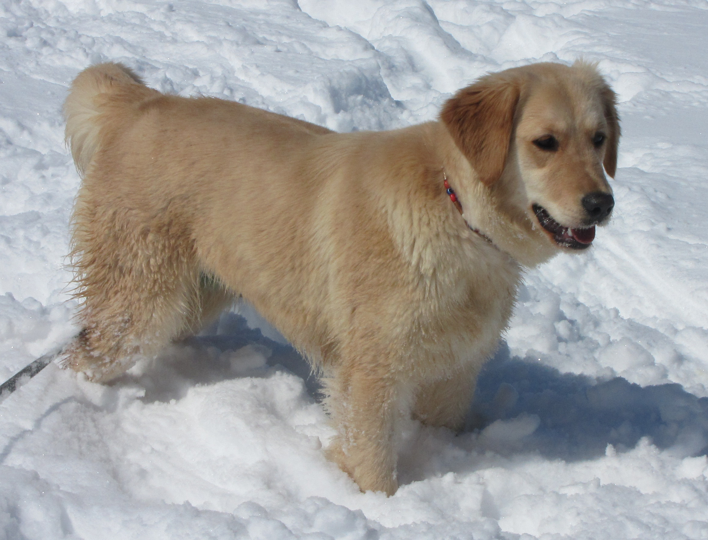 Turkey dogs hot sale golden retrievers